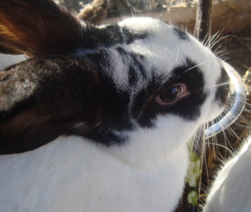 rabbit chewing willow branch