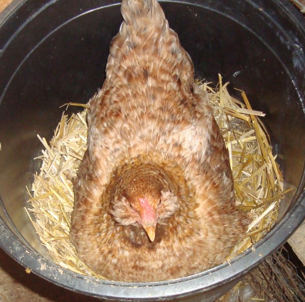 sitting hen