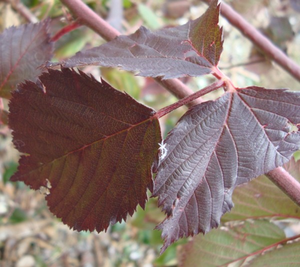 gardenblackberryleaves