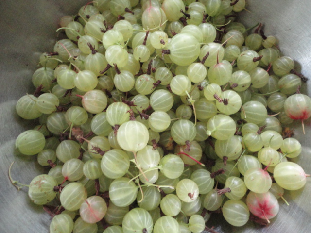 gooseberries 002
