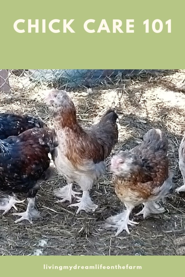 Chick Care 101