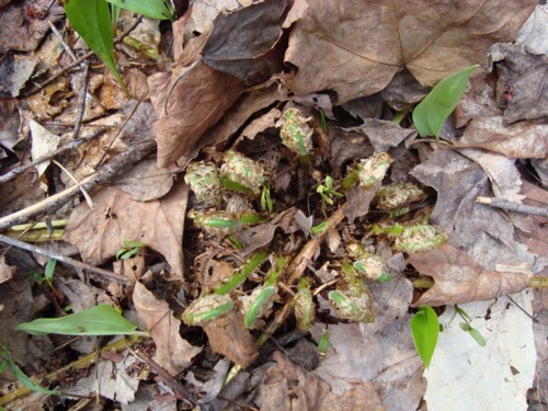 First of ferns are starting.. hmm fiddleheads