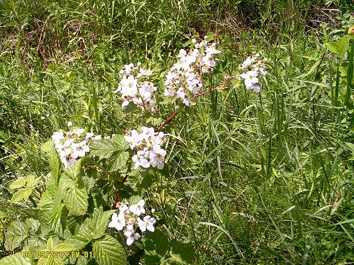 My beautiful picture