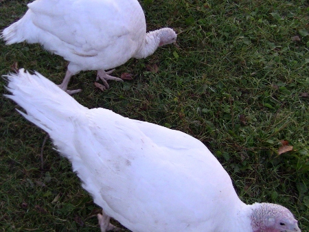 2010-04-08 2010-04-08 001 001 (450x338)