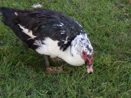 2010-04-08 2010-04-08 001 006 (450x338)