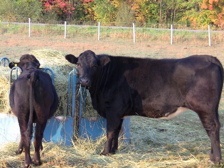 2010-04-08 2010-04-08 001 012 (450x338)