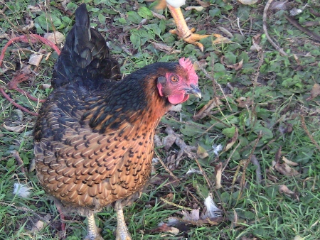 2010-04-08 2010-04-08 001 013 (450x338)