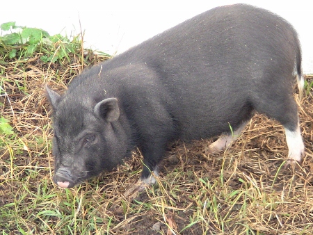 2010-04-08 2010-04-08 001 020 (450x338)