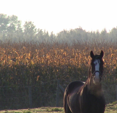 2010-04-08 2010-04-08 001 024 (450x437)