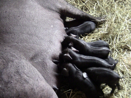 2010-04-14 2010-04-14 002 012 (450x338)