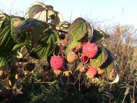 2010-04-18 2010-04-19 001 002 (450x338)