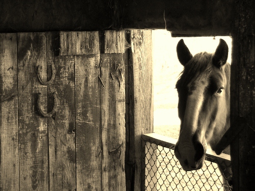 2010-04-21 2010-04-21 001 011 (500x375)