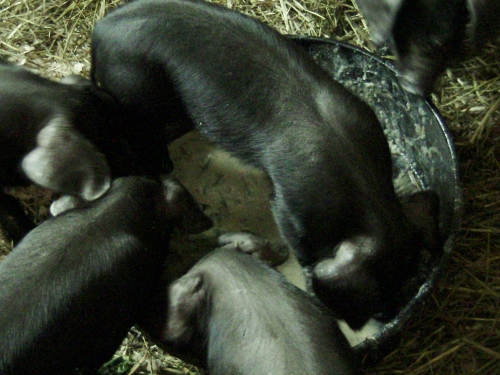 2012-10-23 2012-10-23 001 001 (500x375)