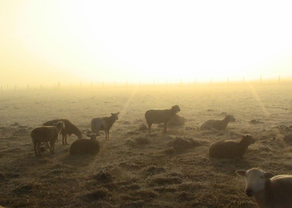 2010-04-21 2010-04-21 020 001 (600x428)