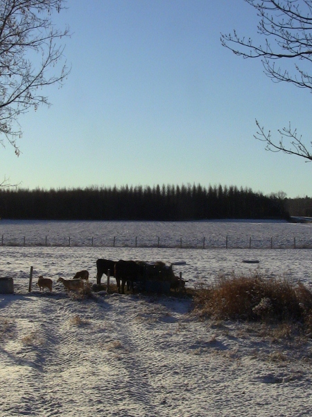 2010-04-21 2010-04-21 024 002 (450x600)