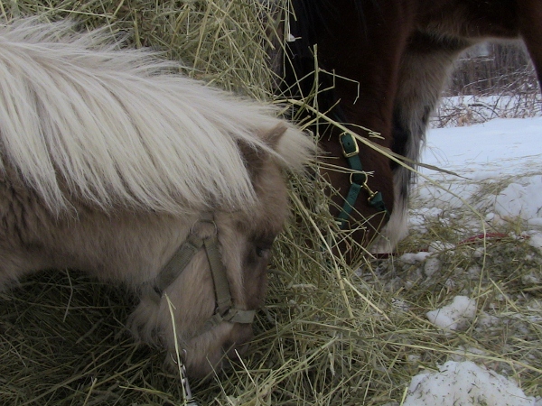 2010-07-01 winter fun 004 (600x450)