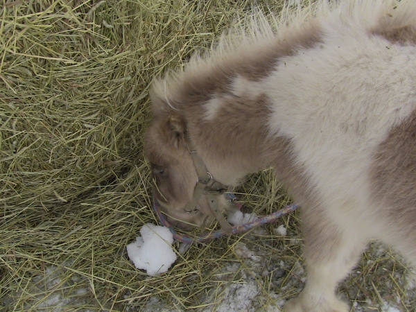 2010-07-01 winter fun 006 (600x450)