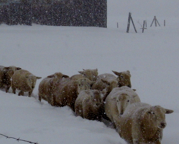 2012-12-23 2012-12-23 004 008 (600x482)