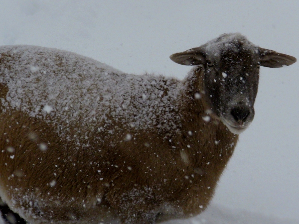 2012-12-23 2012-12-23 004 024 (600x450)