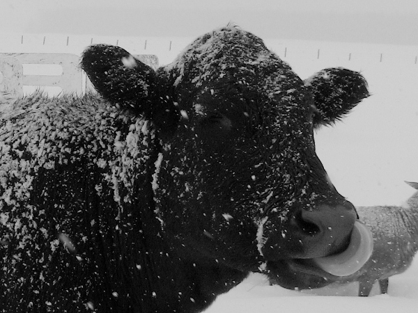 2012-12-23 2012-12-23 004 027 (600x450)