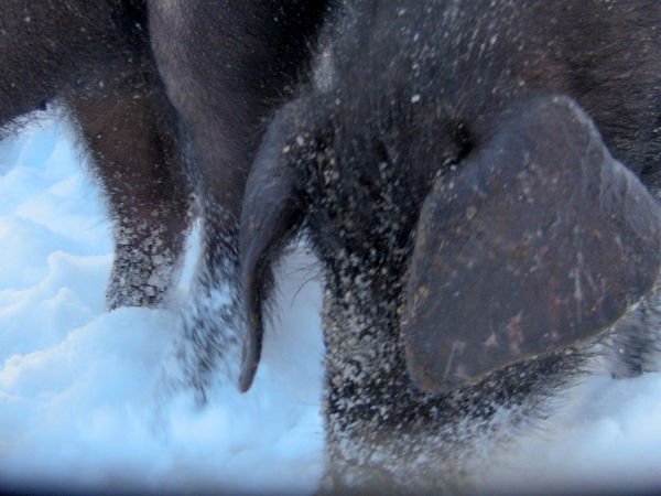 2012-12-24 2012-12-24 005 013 (600x450)