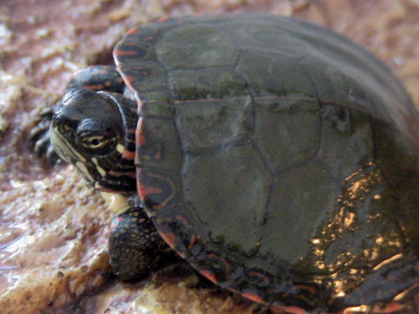 2012-12-30 2012-12-30 002 002 (600x450)