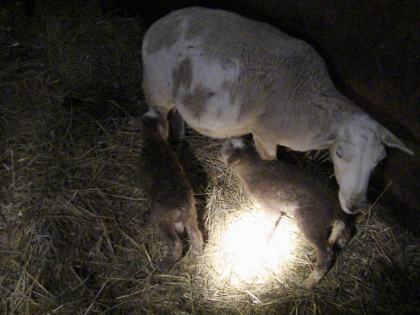 2012-12-24 2012-12-24 007 003 (600x450)