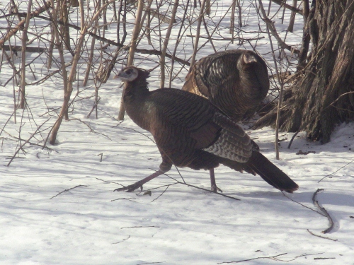 2012-12-24 2012-12-24 035 004 (500x375)