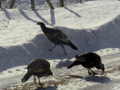 2012-12-24 2012-12-24 035 007 (500x375)