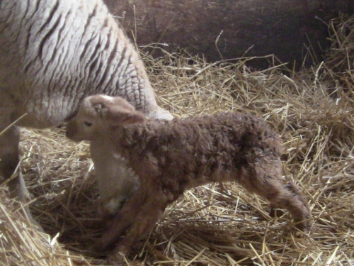 2012-12-24 2012-12-24 038 005 (500x375)