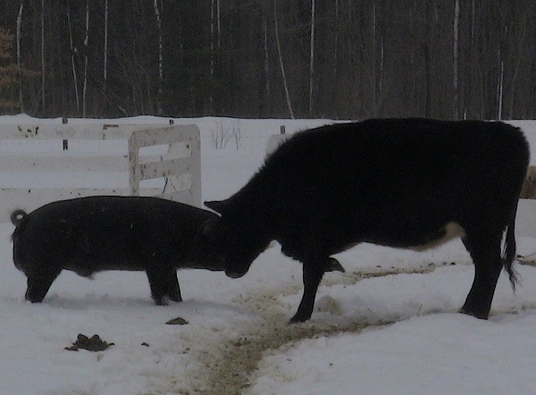 2013-01-12 2013-01-12 001 001 (600x442)