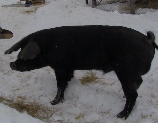 2013-01-12 2013-01-12 001 002 (600x468)