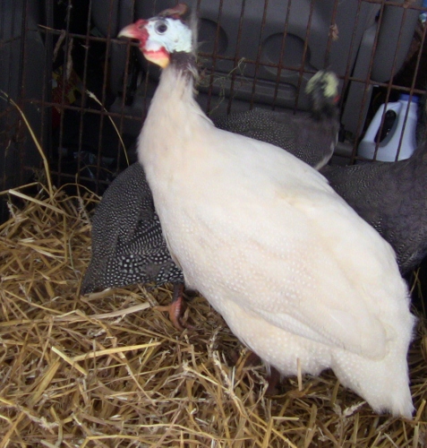 2012-12-24 2012-12-24 045 002 (477x500)