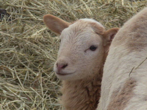 2012-12-24 2012-12-24 045 007 (500x375)