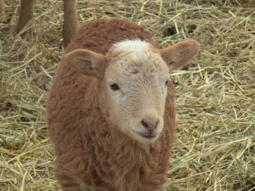 2012-12-24 2012-12-24 045 008 (500x375)