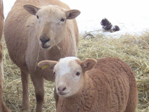 2012-12-24 2012-12-24 045 009 (500x375)