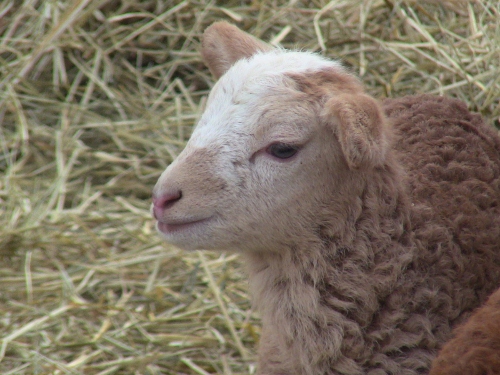 2012-12-24 2012-12-24 045 010 (500x375)