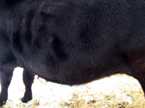 2012-12-24 2012-12-24 059 003 (500x375)