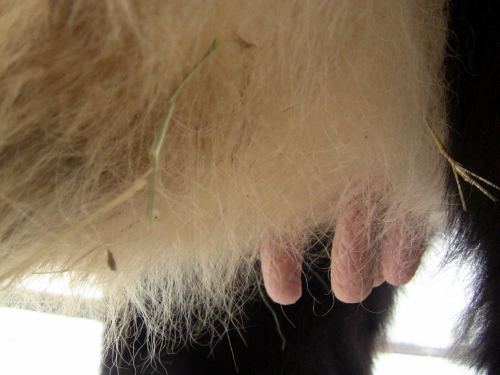 2012-12-24 2012-12-24 059 004 (500x375)