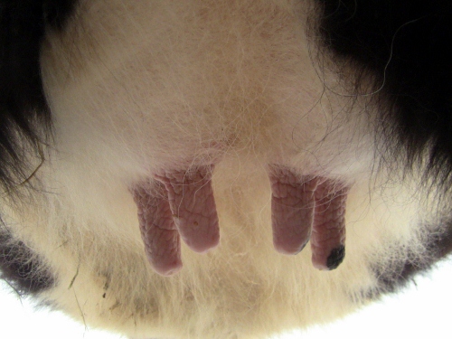 2012-12-24 2012-12-24 059 005 (500x375)