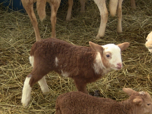 2012-12-24 2012-12-24 065 002 (500x375)