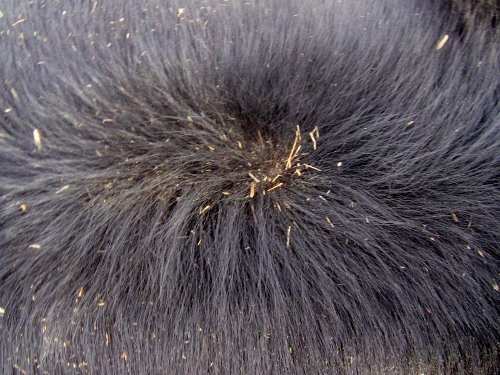 2012-12-24 2012-12-24 068 004 (500x375)