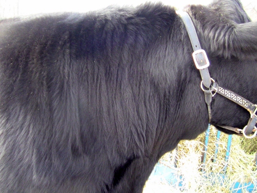 2012-12-24 2012-12-24 068 005 (500x375)