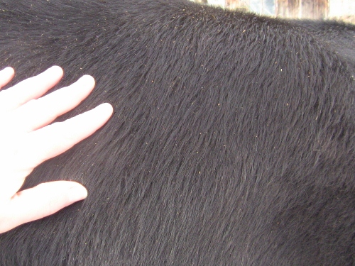 2012-12-24 2012-12-24 068 007 (500x375)