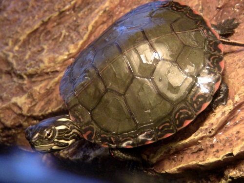 2012-12-24 2012-12-24 072 002 (500x375)