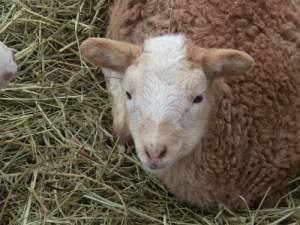 2012-12-24 2012-12-24 079 010 (500x375)