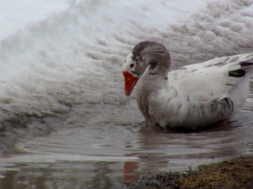 2012-12-24 2012-12-24 086 003 (500x375)