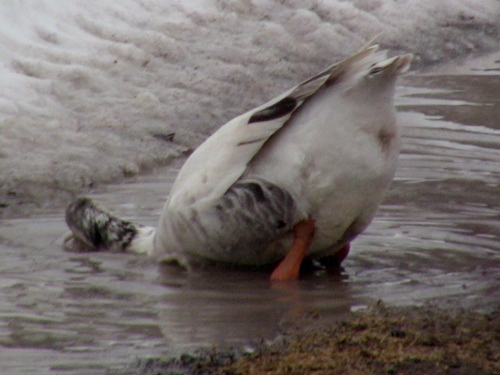 2012-12-24 2012-12-24 086 006 (500x375)