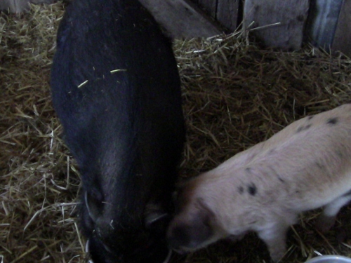 2012-12-24 2012-12-24 092 002 (500x375)