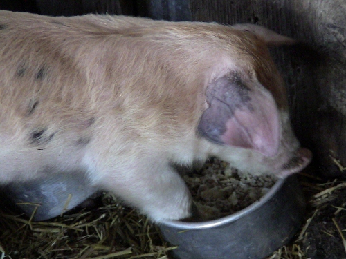 2012-12-24 2012-12-24 092 007 (500x375)